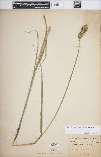 Carex tribuloides var. tribuloides image