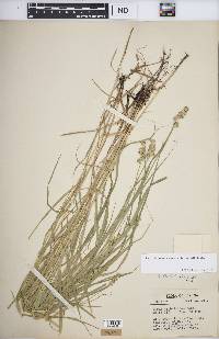 Carex tribuloides var. tribuloides image