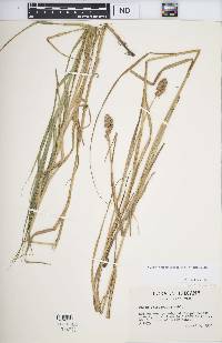 Carex tribuloides var. tribuloides image