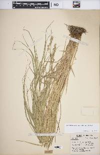 Carex tribuloides var. tribuloides image