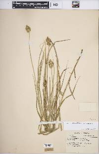 Carex tribuloides var. tribuloides image