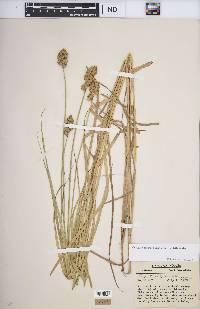 Carex tribuloides var. tribuloides image