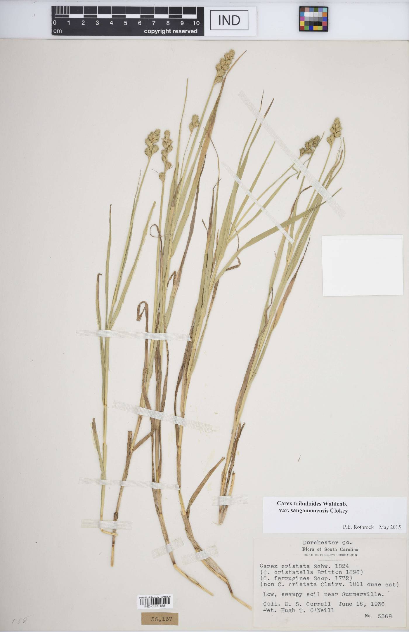 Carex tribuloides var. sangamonensis image