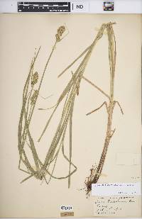 Carex tribuloides var. tribuloides image