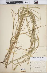 Carex tribuloides var. tribuloides image