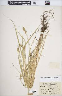 Carex tribuloides var. tribuloides image