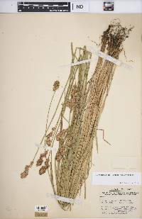 Carex tribuloides var. tribuloides image