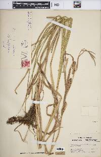 Carex trichocarpa image