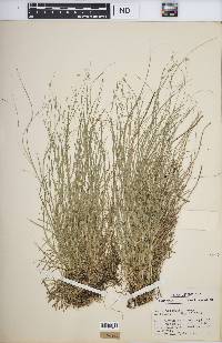 Carex trisperma image