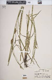 Carex tuckermanii image