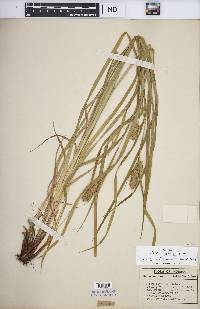 Carex typhina image