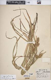 Carex typhina image