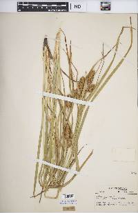 Carex typhina image