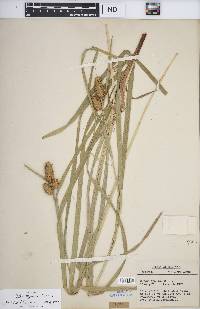 Carex typhina image