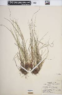 Carex umbellata image