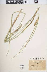 Carex vesicaria image