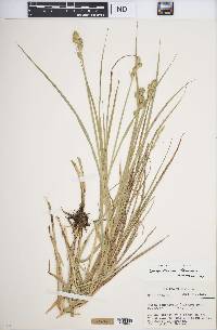 Carex vexans image