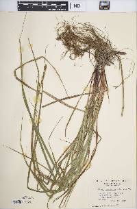 Carex virescens image