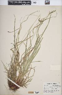 Carex virescens image