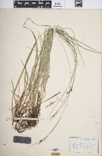 Carex virescens image