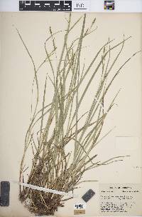 Carex virescens image