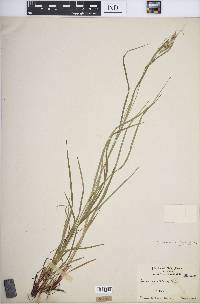 Carex virescens image