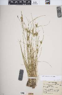 Carex viridula var. viridula image