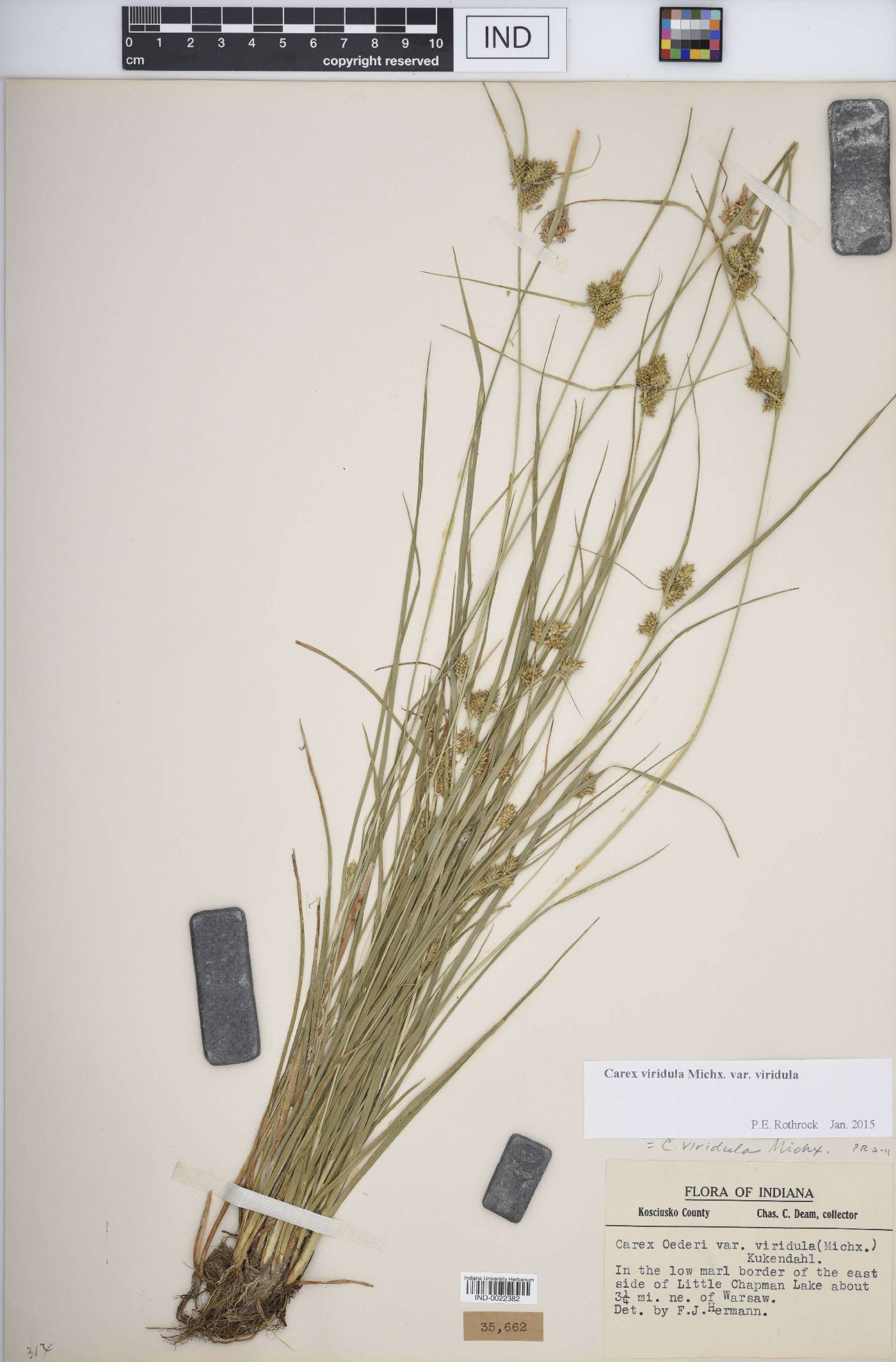 Carex viridula var. viridula image