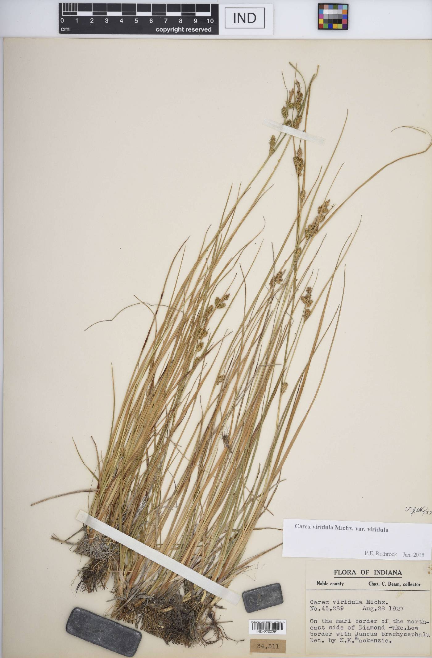 Carex viridula var. viridula image