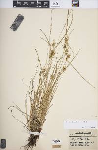 Carex viridula image