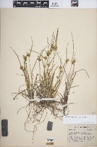 Carex viridula image