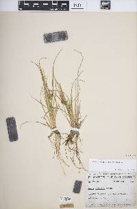 Carex viridula image