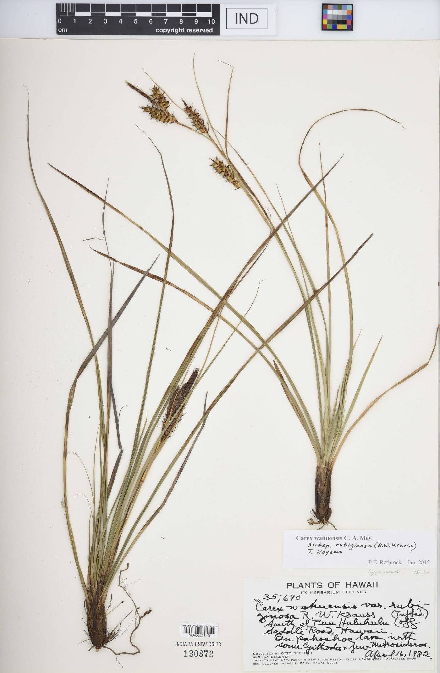 Carex wahuensis subsp. rubiginosa image