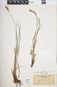 Carex whitneyi image