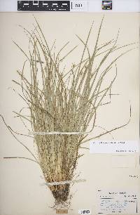 Carex willdenowii image