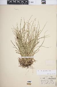 Carex willdenowii image