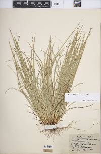 Carex willdenowii image