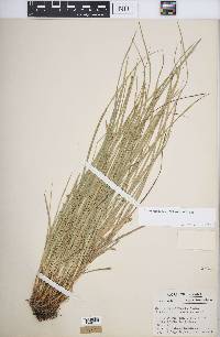 Carex willdenowii image