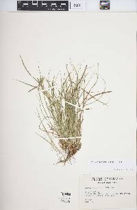 Carex willdenowii image