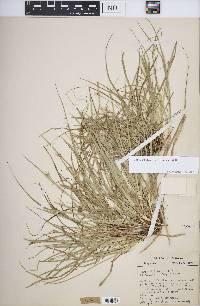 Carex willdenowii image