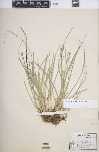 Carex willdenowii image