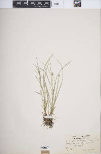 Carex willdenowii image