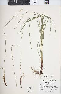 Carex woodii image