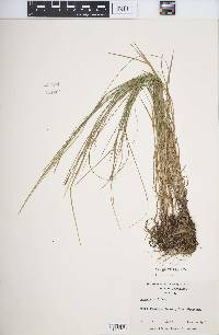 Carex woodii image