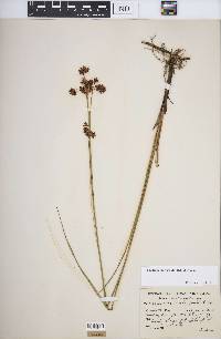 Cladium mariscoides image