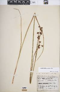 Cladium mariscoides image