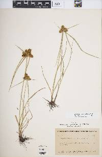 Cyperus aggregatus image