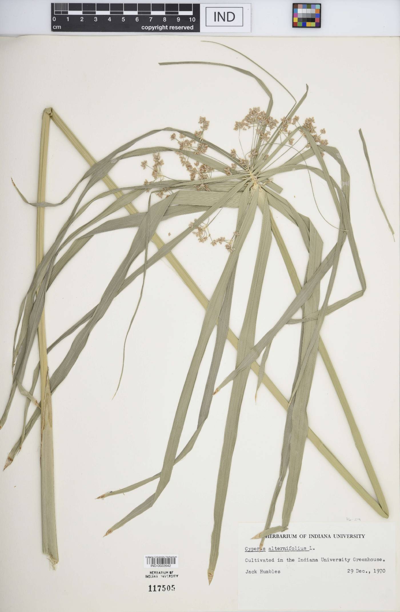 Cyperus alternifolius image