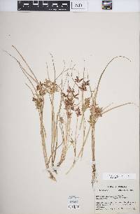 Cyperus bipartitus image