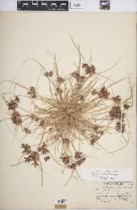 Cyperus bipartitus image